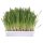 Trixie Katzengras Schale 100g