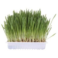 Trixie Katzengras Nachfüller 100g
