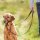 Trixie Trainingsgeschirr Top Trainer S