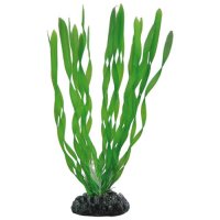 Hobby Vallisneria 20cm