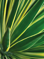 Mairol Palmen Boost 500ml