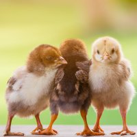 IdaPlus MineralPlus 280g