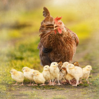 IdaPlus OregaPlus 200ml