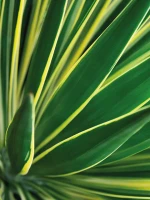 Mairol Palmen Boost 1L