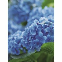 Mairol Hortensienvital 1L