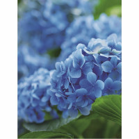 Mairol Hortensienvital 1L