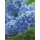 Mairol Hortensienvital 1L