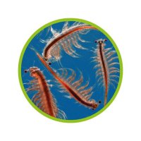 Hobby Aufzuchtschale Artemia